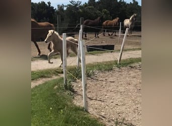 Caballos islandeses, Semental, 4 años, 146 cm, Palomino