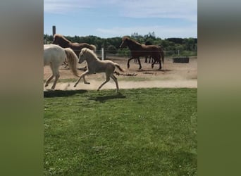 Caballos islandeses, Semental, 4 años, 146 cm, Palomino