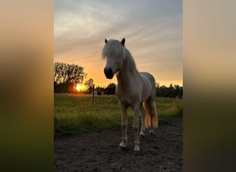 Caballos islandeses, Semental, 4 años, 146 cm, Palomino