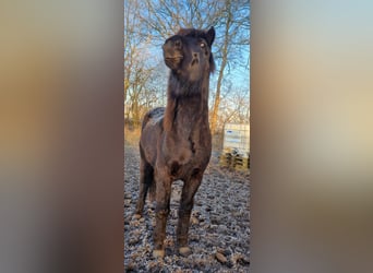 Caballos islandeses, Semental, 4 años, 148 cm, Negro