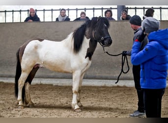 Caballos islandeses, Semental, 4 años, 150 cm