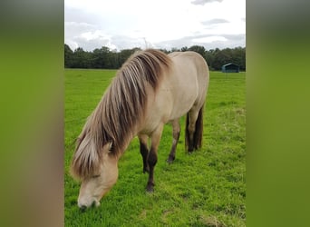 Caballos islandeses, Semental, 4 años, Buckskin/Bayo