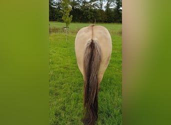 Caballos islandeses, Semental, 4 años, Buckskin/Bayo