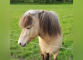 Caballos islandeses, Semental, 4 años, Buckskin/Bayo