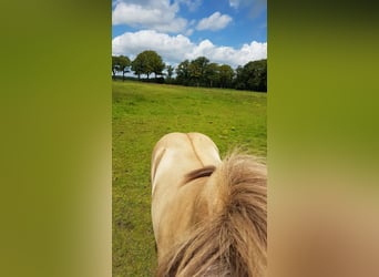 Caballos islandeses, Semental, 4 años, Buckskin/Bayo