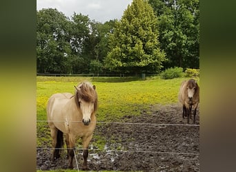 Caballos islandeses, Semental, 4 años, Buckskin/Bayo