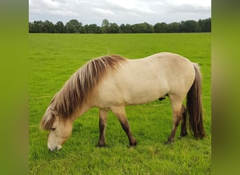 Caballos islandeses, Semental, 4 años, Buckskin/Bayo