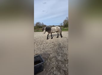Caballos islandeses, Semental, 5 años, 135 cm, Tordo rodado