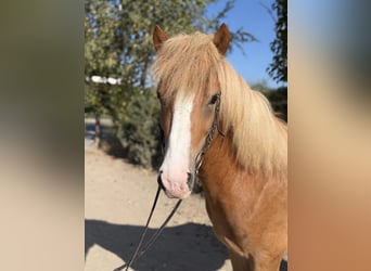Caballos islandeses, Semental, 5 años, 138 cm, Alazán