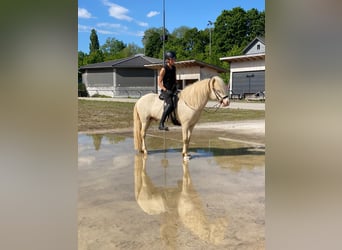 Caballos islandeses, Semental, 5 años, 139 cm, Perlino