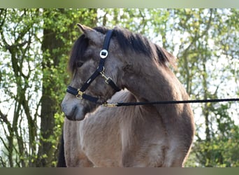 Caballos islandeses, Semental, 5 años, 142 cm