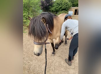Caballos islandeses, Semental, 5 años, 142 cm