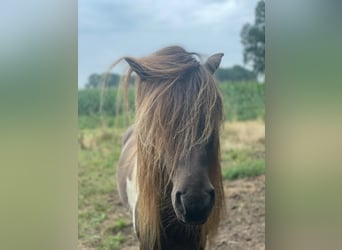Caballos islandeses, Semental, 5 años, 142 cm, Pío