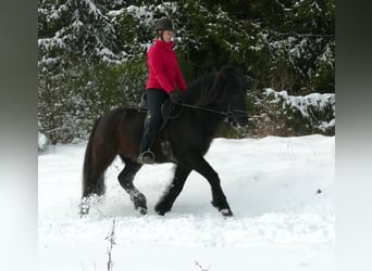 Caballos islandeses, Semental, 5 años, 148 cm, Negro