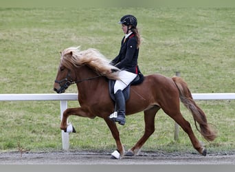 Caballos islandeses, Semental, 6 años, 141 cm, Alazán