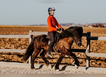 Caballos islandeses, Semental, 6 años, 145 cm, Negro