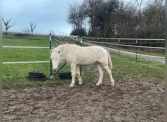 Caballos islandeses, Semental, 6 años, 147 cm, Cremello