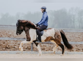 Caballos islandeses, Semental, 6 años, 150 cm, Pío
