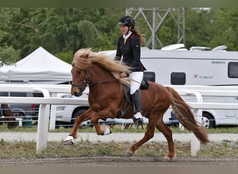 Caballos islandeses, Semental, 7 años, 141 cm, Alazán