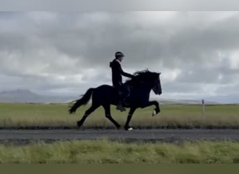 Caballos islandeses, Semental, 7 años, 147 cm, Negro