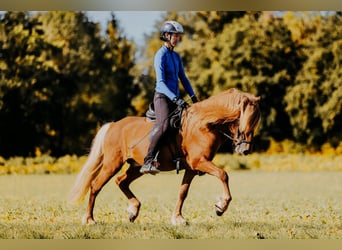 Caballos islandeses, Semental, 7 años, 150 cm, Alazán