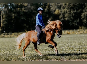Caballos islandeses, Semental, 7 años, 150 cm, Alazán