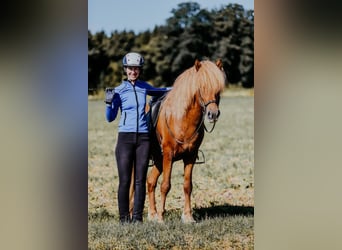 Caballos islandeses, Semental, 7 años, 150 cm, Alazán