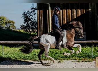 Caballos islandeses, Semental, 7 años, 150 cm, Pío