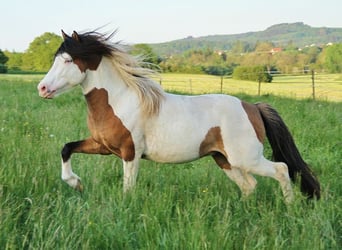 Caballos islandeses, Semental, 8 años, 137 cm, Bayo