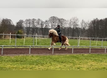 Caballos islandeses, Semental, 8 años, 150 cm, Alazán