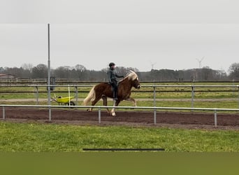 Caballos islandeses, Semental, 8 años, 150 cm, Alazán