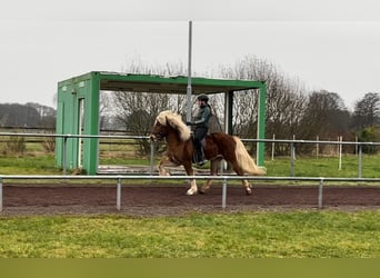 Caballos islandeses, Semental, 8 años, 150 cm, Alazán