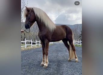 Caballos islandeses, Semental, 8 años, 150 cm, Alazán