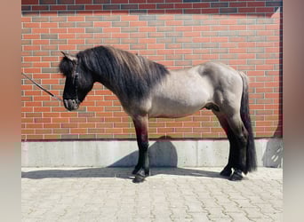 Caballos islandeses, Semental, 9 años, 138 cm, Bayo