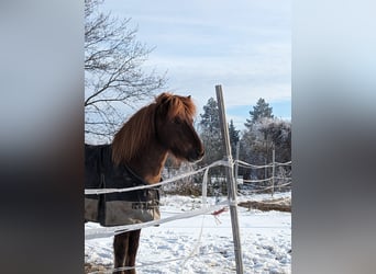 Caballos islandeses, Semental, 9 años, 140 cm, Alazán-tostado