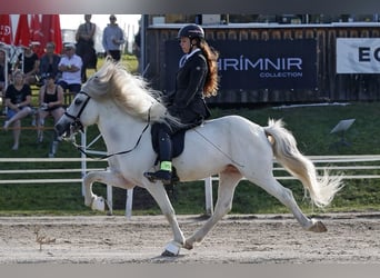 Caballos islandeses, Semental, 9 años, 145 cm, Tordo