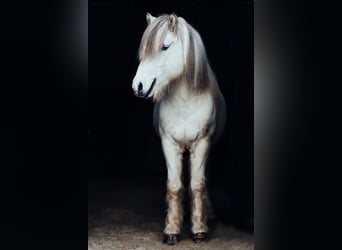 Caballos islandeses, Semental, 9 años, 145 cm, Tordo