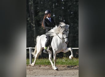 Caballos islandeses, Semental, 9 años, 145 cm, Tordo