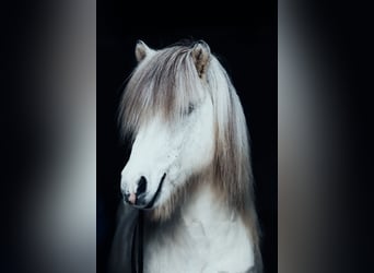 Caballos islandeses, Semental, 9 años, 145 cm, Tordo