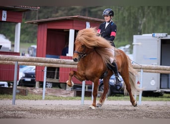 Caballos islandeses, Semental, 11 años, 144 cm, Alazán