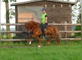 Caballos islandeses, Semental, 12 años, 144 cm, Alazán