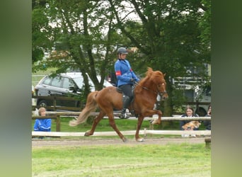 Caballos islandeses, Semental, 12 años, 144 cm, Alazán