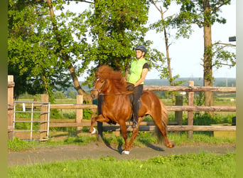 Caballos islandeses, Semental, 12 años, 144 cm, Alazán