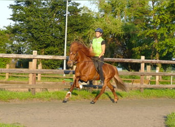 Caballos islandeses, Semental, 12 años, 144 cm, Alazán