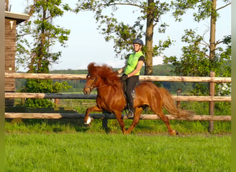 Caballos islandeses, Semental, 12 años, 144 cm, Alazán