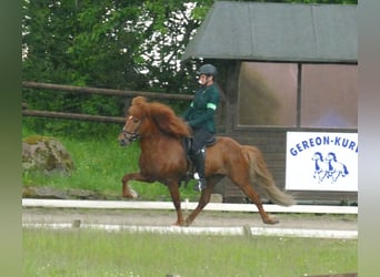 Caballos islandeses, Semental, 12 años, 144 cm, Alazán