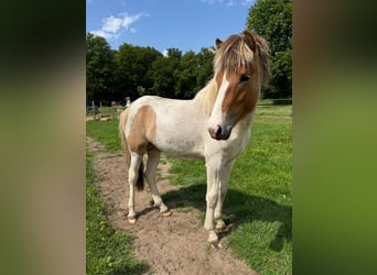 Caballos islandeses, Semental, 1 año, 146 cm, Bayo