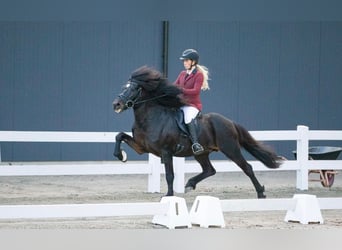 Caballos islandeses, Semental, 18 años, 145 cm, Castaño