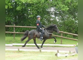 Caballos islandeses, Semental, 18 años, 145 cm, Castaño