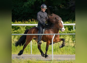 Caballos islandeses, Semental, 8 años, 144 cm, Castaño